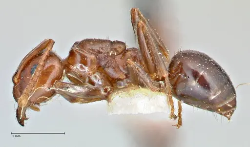 Notoncus gilberti - FOCOL2964