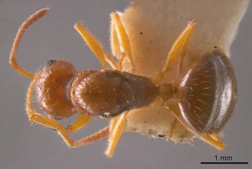 Notoncus hickmani specimen