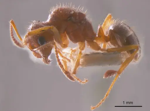 Notoncus hickmani specimen