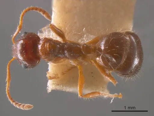 Notoncus hickmani - ANTWEB1008217