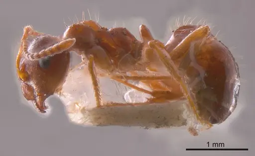 Notoncus hickmani - ANTWEB1008217