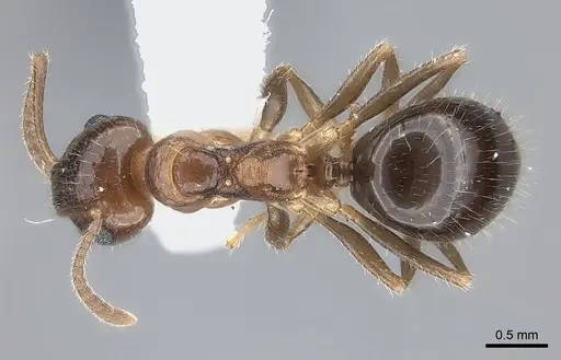 Notoncus hickmani - CASENT0217731