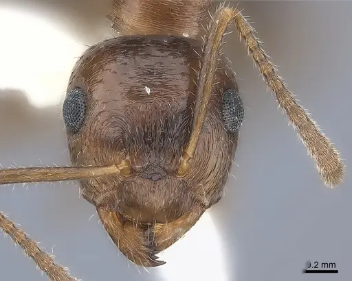 Notoncus hickmani - CASENT0217731