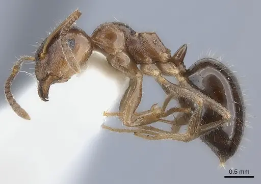 Notoncus hickmani - CASENT0217731