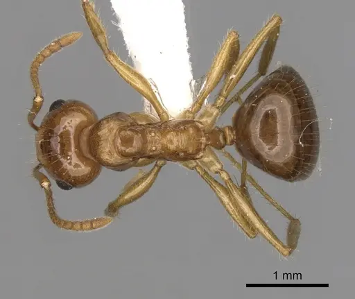 Notoncus hickmani - CASENT0280560