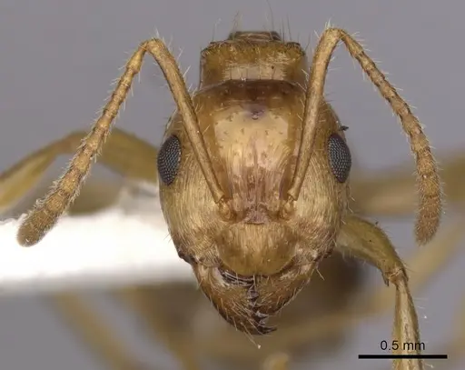 Notoncus hickmani - CASENT0280560