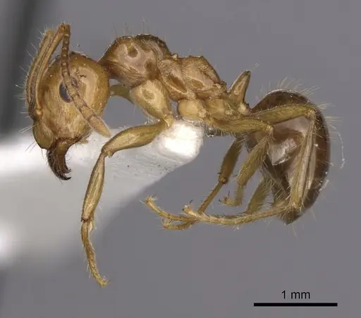 Notoncus hickmani - CASENT0280560