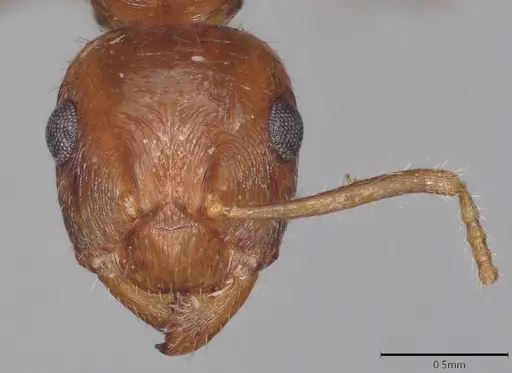 Notoncus hickmani - CASENT4036277