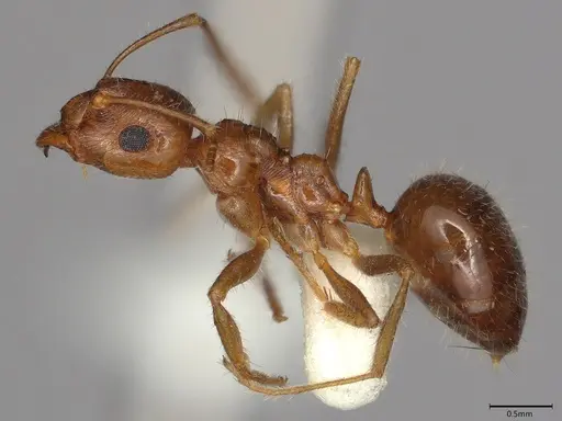 Notoncus hickmani - CASENT4036277