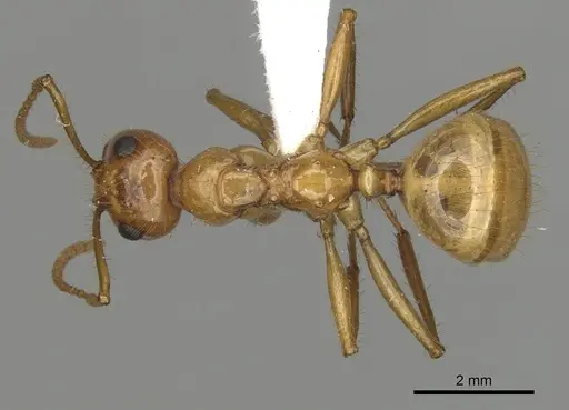 Notoncus spinisquamis specimen