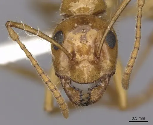 Notoncus spinisquamis specimen