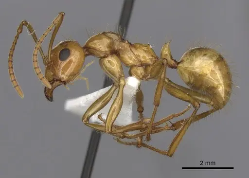 Notoncus spinisquamis specimen