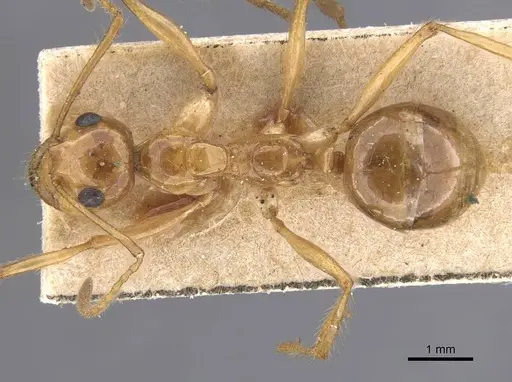 Notoncus spinisquamis - CASENT0913756