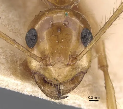 Notoncus spinisquamis - CASENT0913756