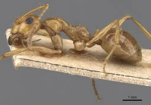 Notoncus spinisquamis - CASENT0913756