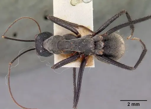 Notostigma carazzii specimen