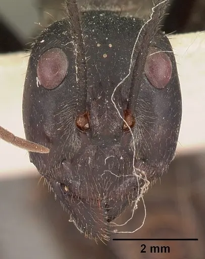 Notostigma carazzii specimen