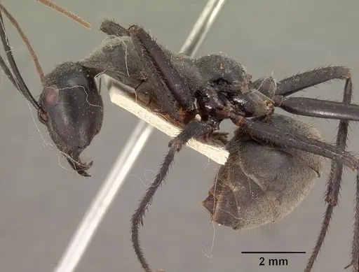 Notostigma carazzii specimen
