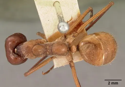 Notostigma carazzii - CASENT0102090