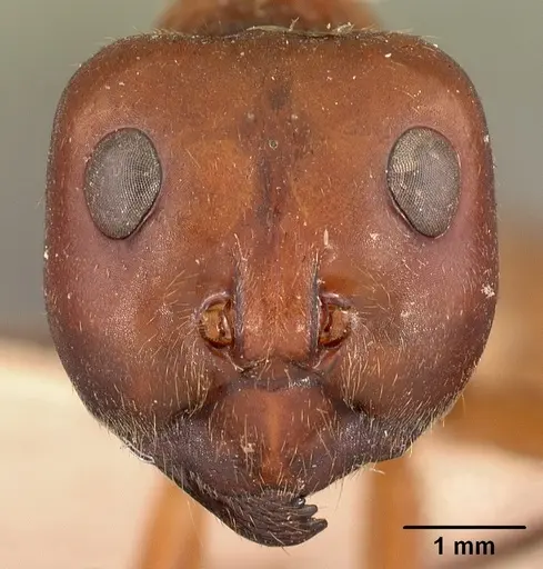 Notostigma carazzii - CASENT0102090