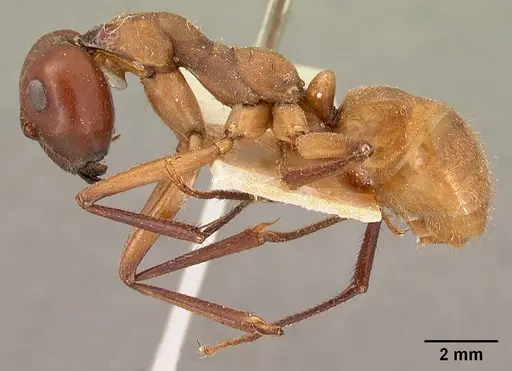 Notostigma carazzii - CASENT0102090