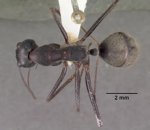 Notostigma carazzii - CASENT0102377