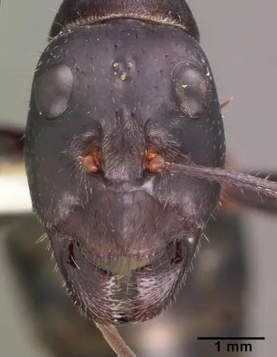 Notostigma carazzii - CASENT0102377