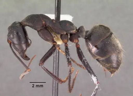 Notostigma carazzii - CASENT0102377