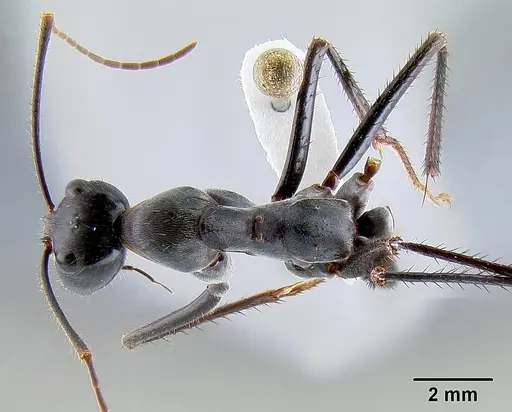 Notostigma carazzii - CASENT0106112