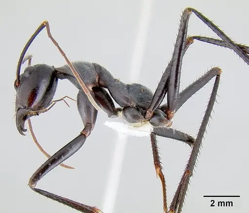 Notostigma carazzii - CASENT0106112