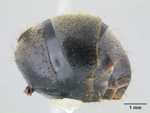 Notostigma carazzii - CASENT0106112