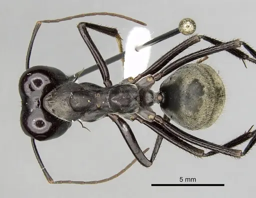 Notostigma carazzii - CASENT0280569