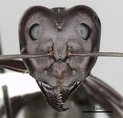 Notostigma carazzii - CASENT0280569