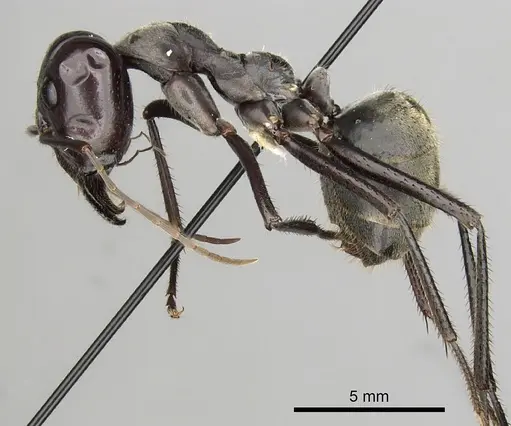 Notostigma carazzii - CASENT0280569