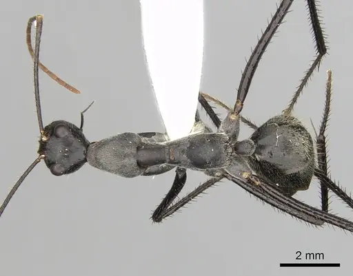 Notostigma carazzii - CASENT0280570