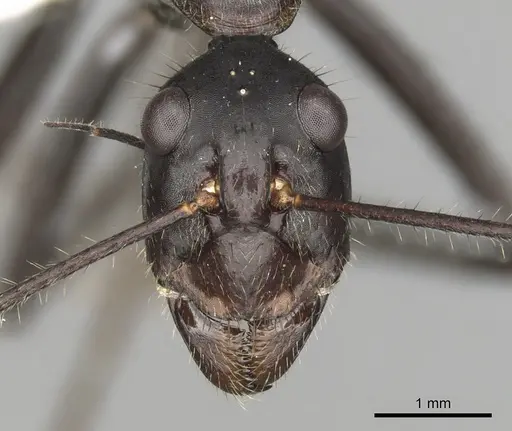 Notostigma carazzii - CASENT0280570