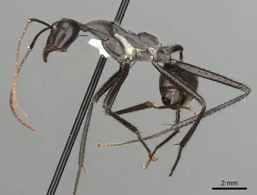 Notostigma carazzii - CASENT0280570