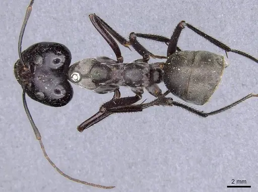 Notostigma carazzii - CASENT0909945