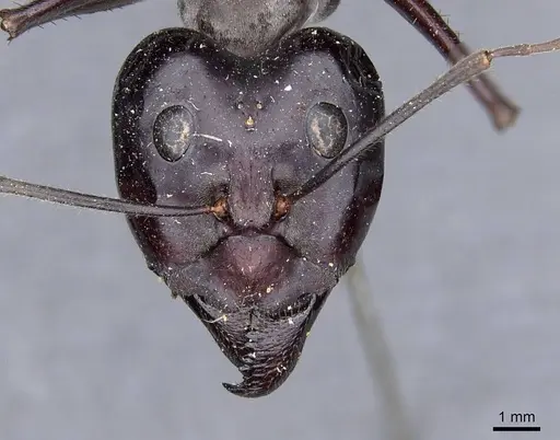 Notostigma carazzii - CASENT0909945