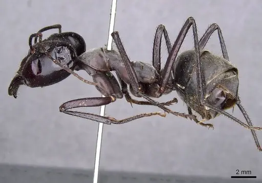 Notostigma carazzii - CASENT0909945