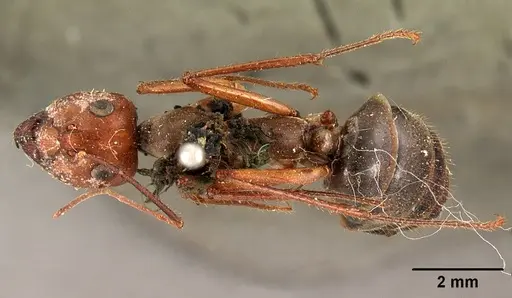 Notostigma foreli specimen