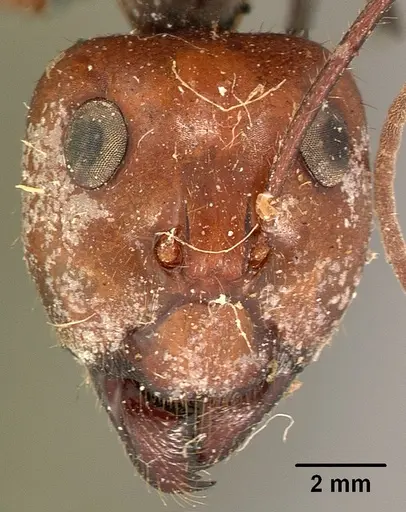 Notostigma foreli specimen