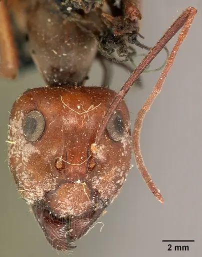 Notostigma foreli specimen