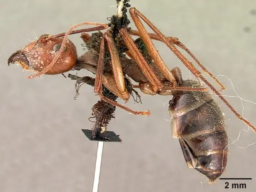 Notostigma foreli - CASENT0102088