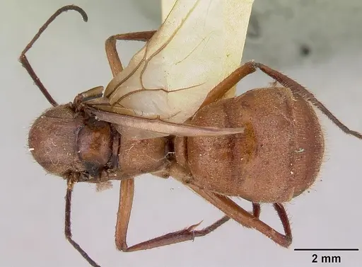 Notostigma foreli - CASENT0172067