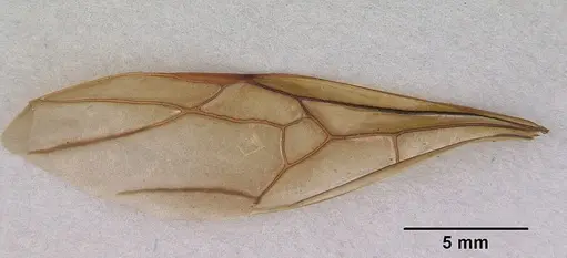 Notostigma foreli - CASENT0172067