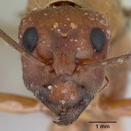 Notostigma foreli - CASENT0172067