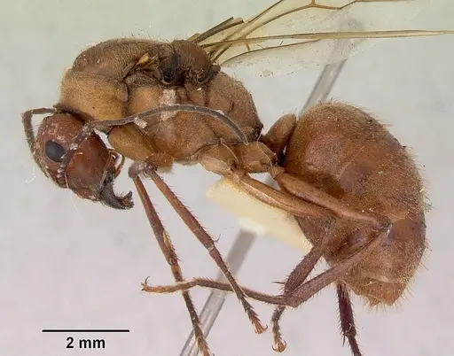 Notostigma foreli - CASENT0172067