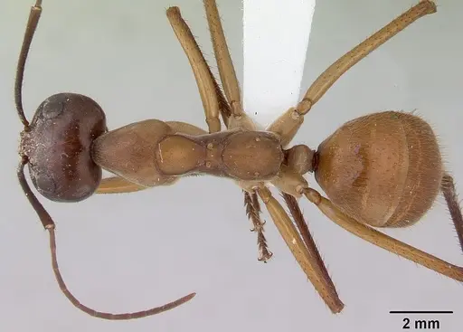 Notostigma foreli - CASENT0172068