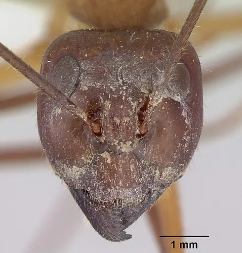 Notostigma foreli - CASENT0172068